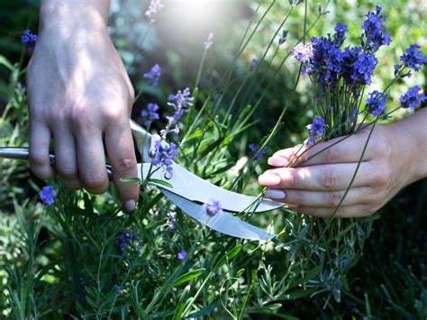 Tips For Picking Lavender – Learn How To Harvest Lavender Plants