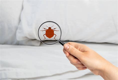 Do DIY Bed Bug Treatments Work? - Bed Bug Treatment Tips