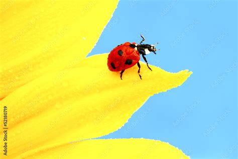 ladybug on sunflower Stock Photo | Adobe Stock