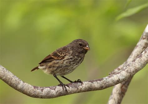 Darwin's finches have reached their limits on the Galapagos