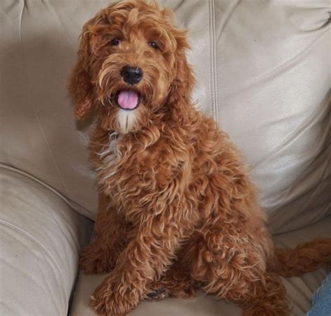 Apricot cockapoo | Puppies I want | Pinterest