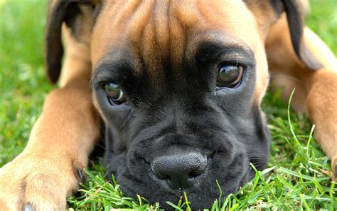 Boxer Dog Wallpapers - Wallpaper Cave