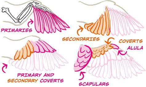 How To Draw Bird Wings | Art Rocket