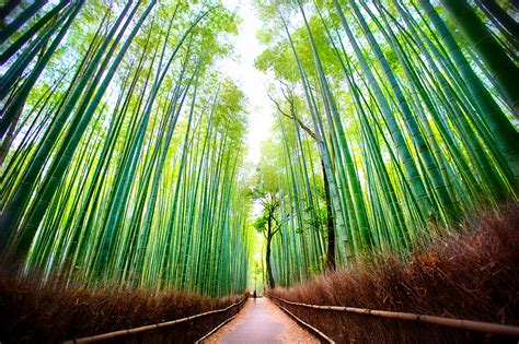 Arashiyama Bamboo Forest in Sagano, Kyoto, Japan by Daniel Peckham / 500px