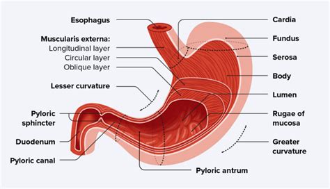 Stomach Definition