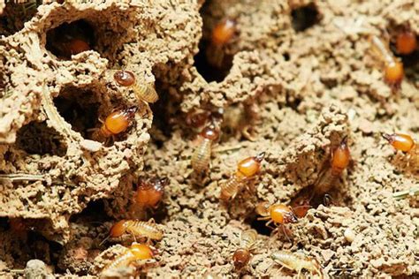 Facts About House Destroying Pests From Your Home - Termites - Bro4u Blog