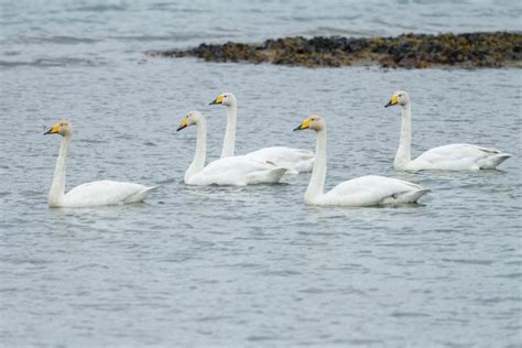 4 Types Of Swans In Michigan (All You Need To Know)