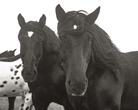 'Equine Reflections' Giclee Print - Nathan Kane | AllPosters.com