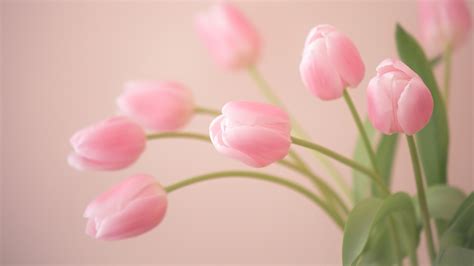 Tulip flowers wallpapers