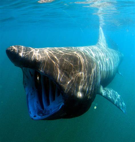 Basking Shark: The Filter-Feeding Shark - Ocean Info