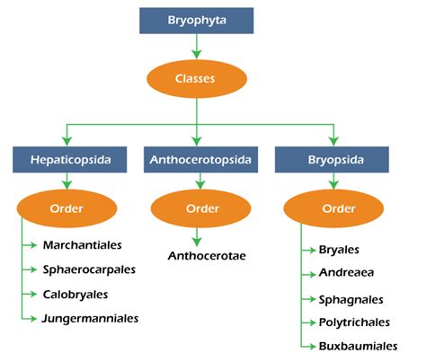 Bryophyte - Javatpoint