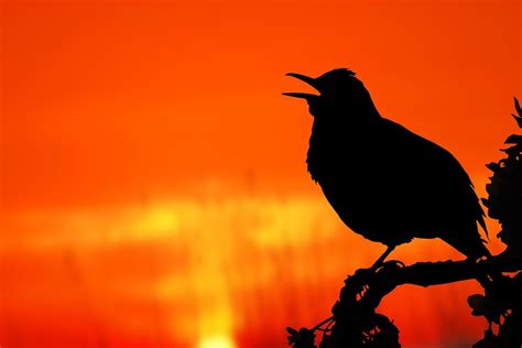 6 Things To Stop Your Bird From Chirping At Night | PawTracks