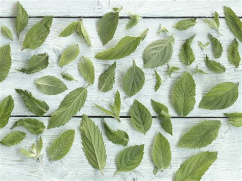 Mint leaves - Stock Image - C059/2407 - Science Photo Library