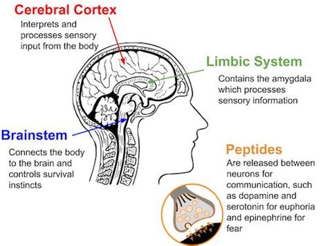 Limbic System And Emotion