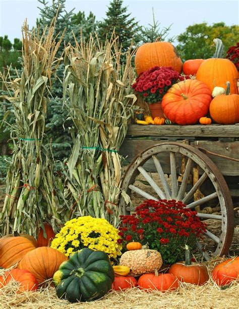 Pin by Linda Rasmussen on Outdoor Beauty | Autumn garden, Garden ...