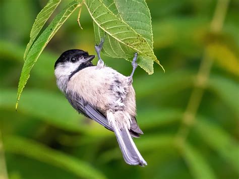 Carolina Chickadee - NestWatch