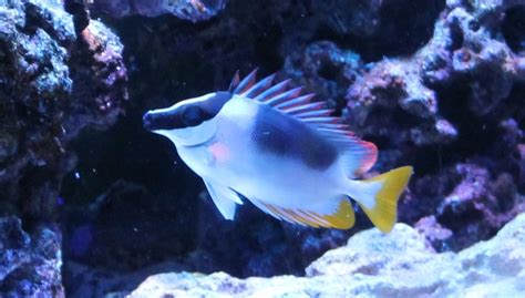 Metallic Foxface - Reef Aquarium