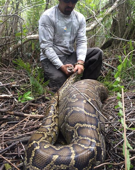 Python Caught Eating Deer in SWFL | WGCU News