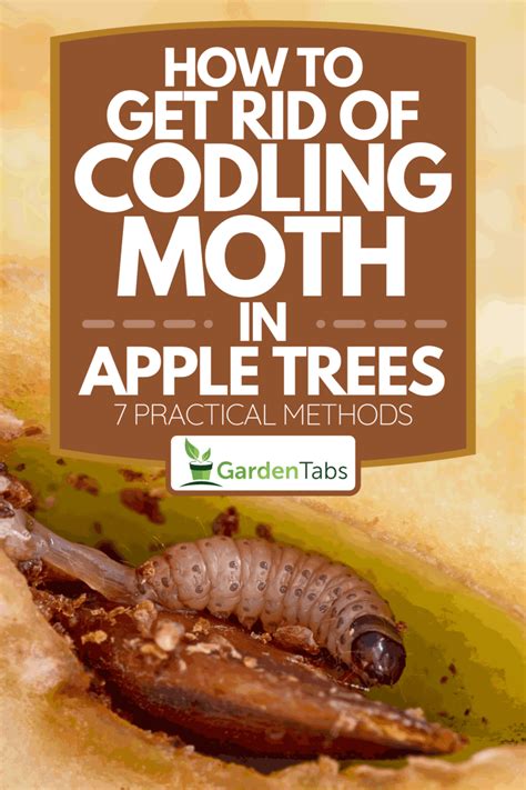 How To Get Rid Of Codling Moth In Apple Trees [7 Practical Methods]