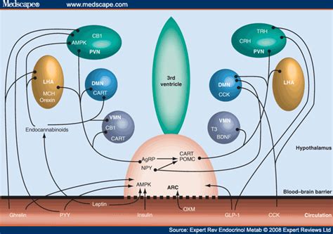 Hypothalamic Regulation of Appetite - Page 2