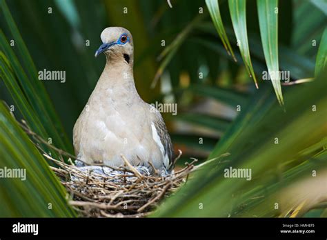 white wing dove stay in nest with baby outdoors Stock Photo - Alamy