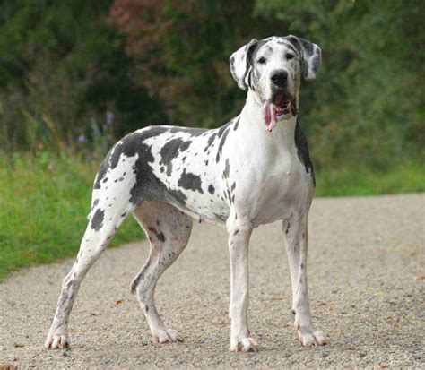 Great Dane Names: Unique Male & Female Names For This BIG Breed