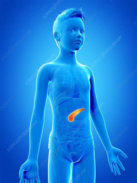 Pancreas of a boy, illustration - Stock Image - F011/3079 - Science ...