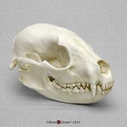 Economy White-tailed Deer Doe Skull - Bone Clones - Osteological ...