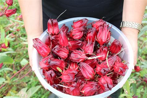 Sorrel (Early red and Year-round Variety) – GrowTrinbago