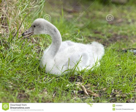 The baby bird of swan stock image. Image of beach, bird - 50328821