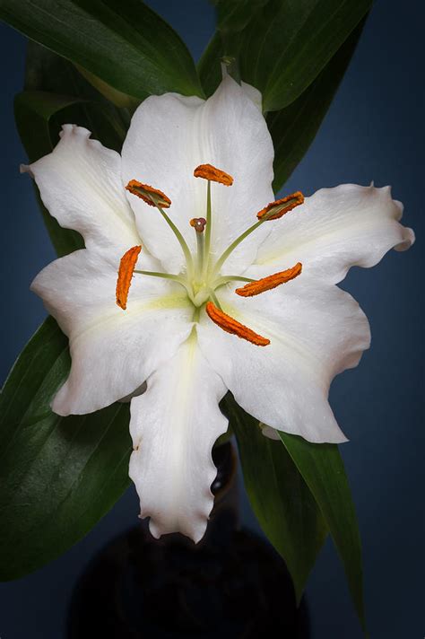 White Tiger Lily Flower Photograph by Kenneth Cole