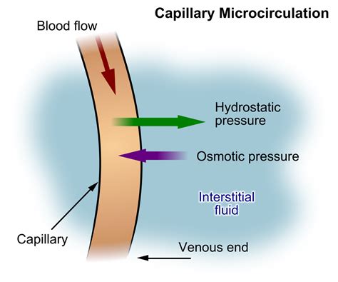 15.2 Basic Fluid and Electrolyte Concepts – Nursing Fundamentals 2e