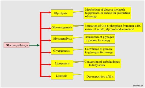 Pathway Of Carbohydrate Metabolism