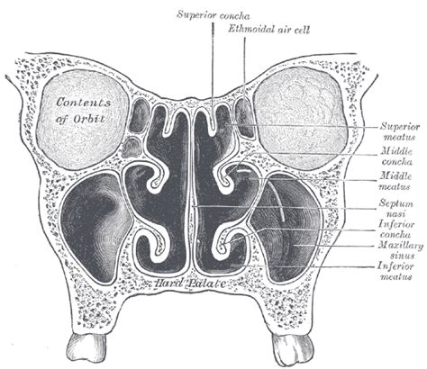 Ethmoid Bone - The Definitive Guide | Biology Dictionary