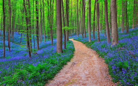 2560x1600 Belgium Forest Bluebells Wallpaper,2560x1600 Resolution HD 4k ...