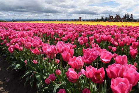 10 gorgeous flower festivals in Portland (+ nearby) - To & Fro Fam