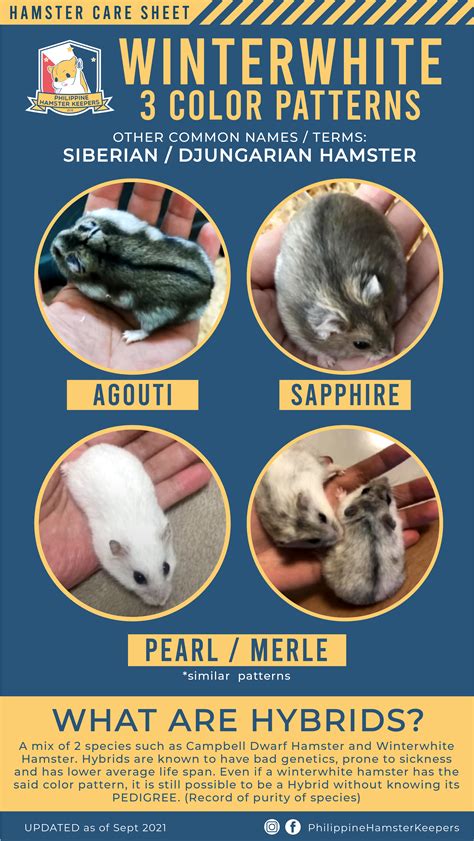 Winterwhite color patterns – Philippine Hamster Keepers