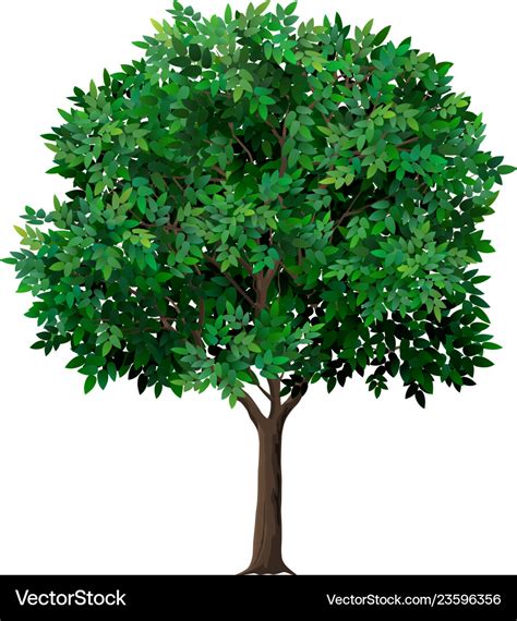 Realistic tree with green leaves Royalty Free Vector Image