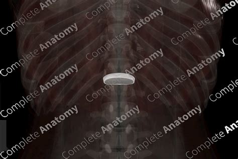 Intervertebral Symphysis (T12-L1) | Complete Anatomy