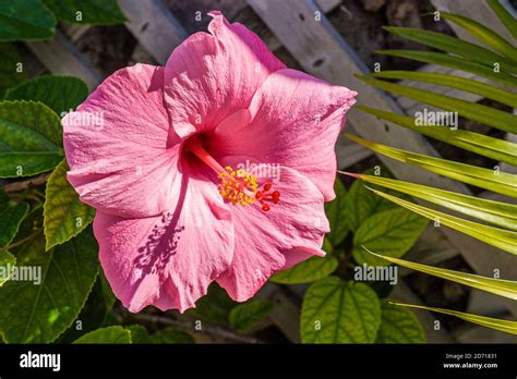 Florida miami beach ocean drive bloom blooming hibiscus flower pink hi ...