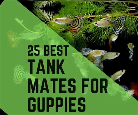 25 Guppy Tank Mates you can Join (With Images) - Guppy Fish Care