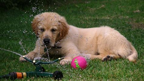 puppy playing with water | Puppy play, Puppies, Animal kingdom