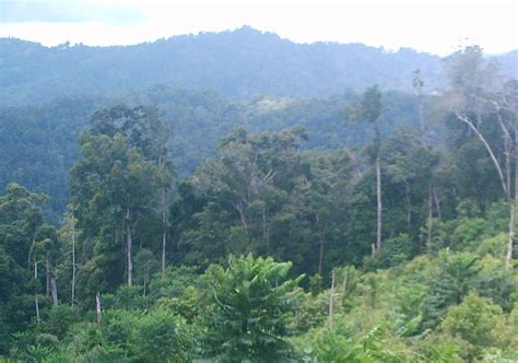 FORESTRY - LEARNING: CHARACTERISTIC OF INDONESIAN RAINFORESTS