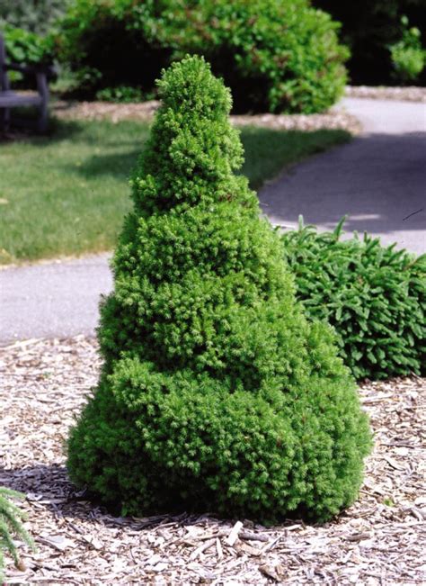 Dwarf Alberta Spruce - Trees Today Nursery