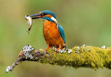 Kingfisher Symbolism: 7 Spiritual Meanings of Kingfisher