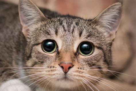 Cataracts in Cats| Ferguson Animal Hospital | North Providence Vet