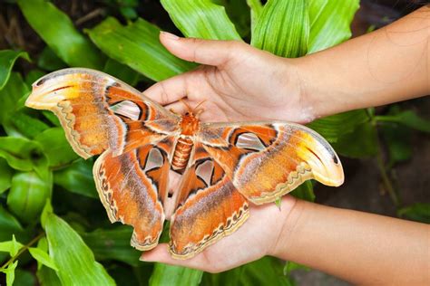 One Of World's Biggest Moths Seen In US For First Time, Stumping ...