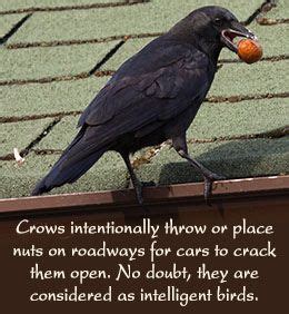 What are the Eating Habits of Crows? | Crow facts, Crow, Crow pictures