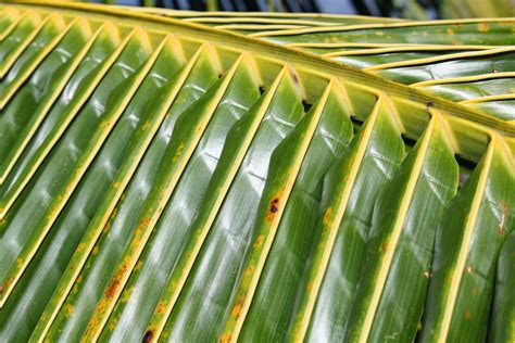 Uses Of Coconut Tree And Benefits From Its Various Parts