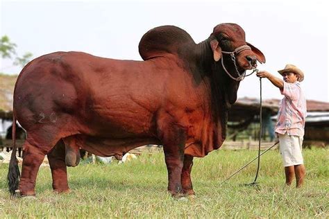 Red Brahman bull SK 520 from Thailand #brahmanrojo #brahmanblanco # ...